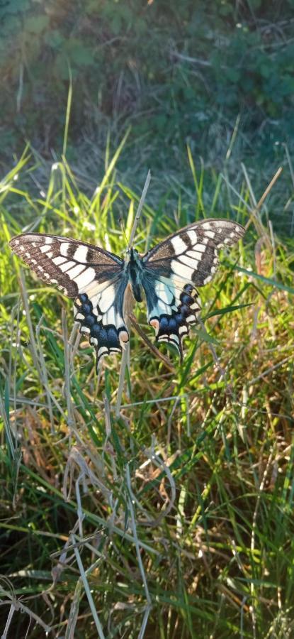 Espace Nature Studio Independant Proche Du Parc Des Oiseaux Sainte-Olive Εξωτερικό φωτογραφία