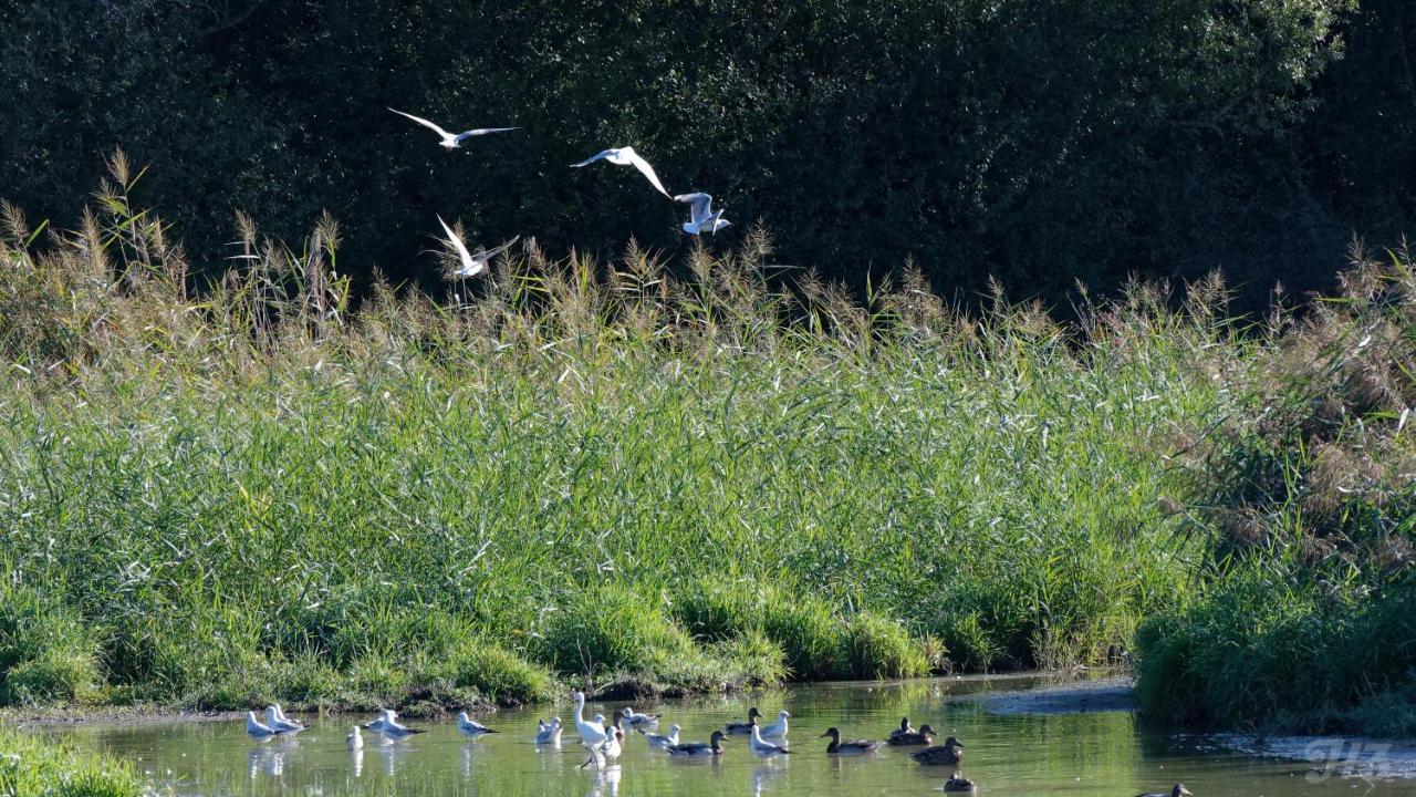 Espace Nature Studio Independant Proche Du Parc Des Oiseaux Sainte-Olive Εξωτερικό φωτογραφία