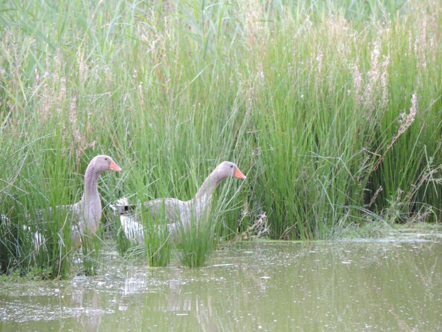 Espace Nature Studio Independant Proche Du Parc Des Oiseaux Sainte-Olive Εξωτερικό φωτογραφία