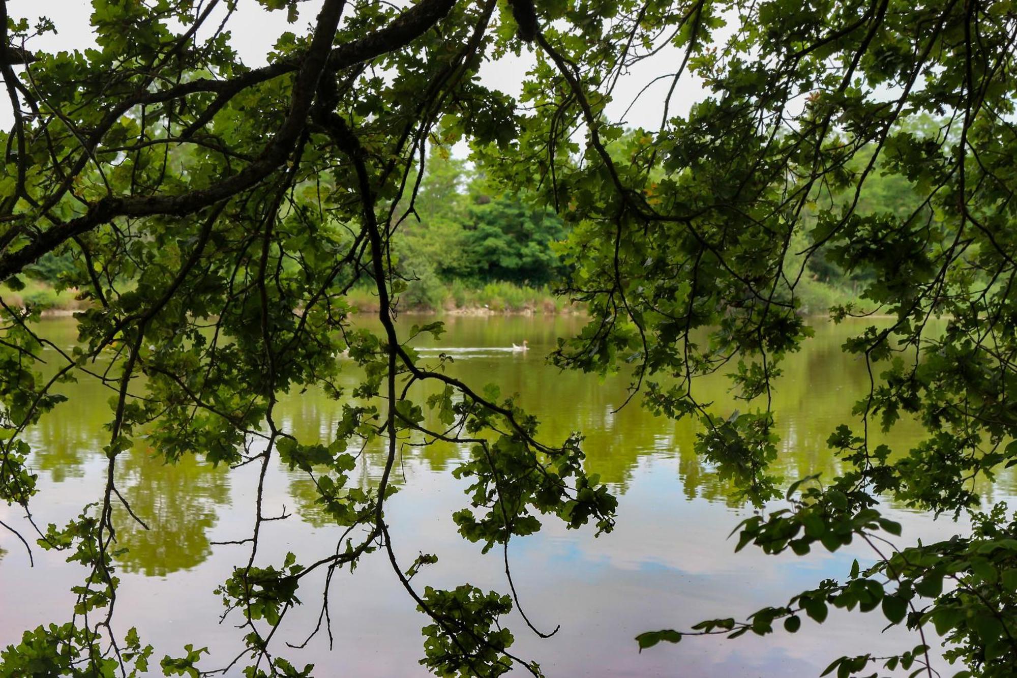 Espace Nature Studio Independant Proche Du Parc Des Oiseaux Sainte-Olive Εξωτερικό φωτογραφία